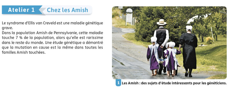 evolution chez les Amish