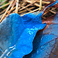 Le bleu de l'automne (3)