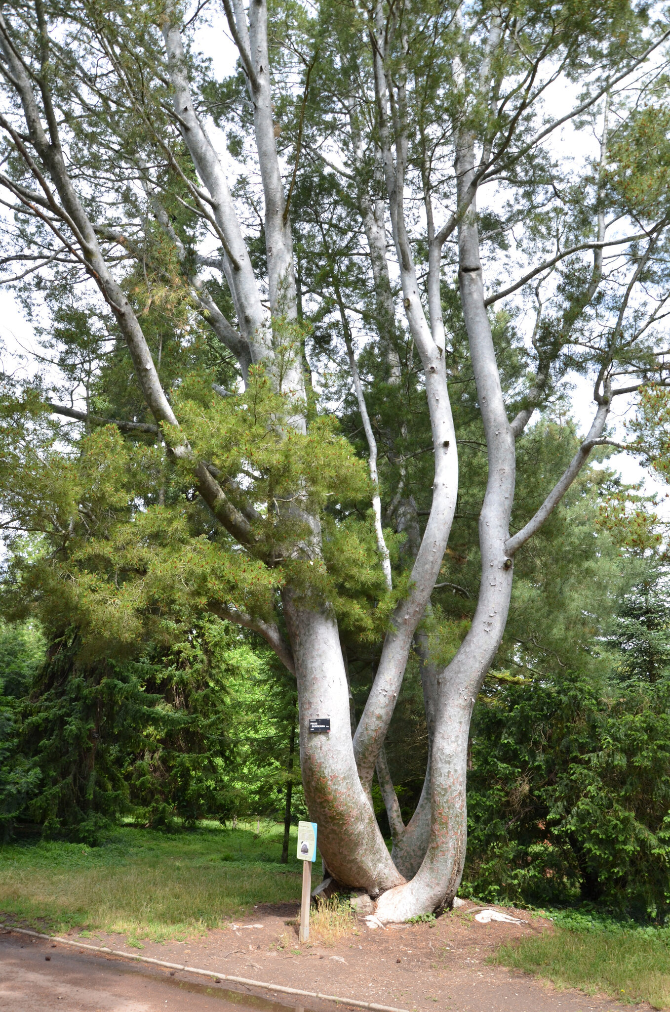 Arbre Tombe Parc De La Tete D Or 10 arbre remarquable - Photo de 24 Parc Tête d'Or 15 juin 2019 - Le