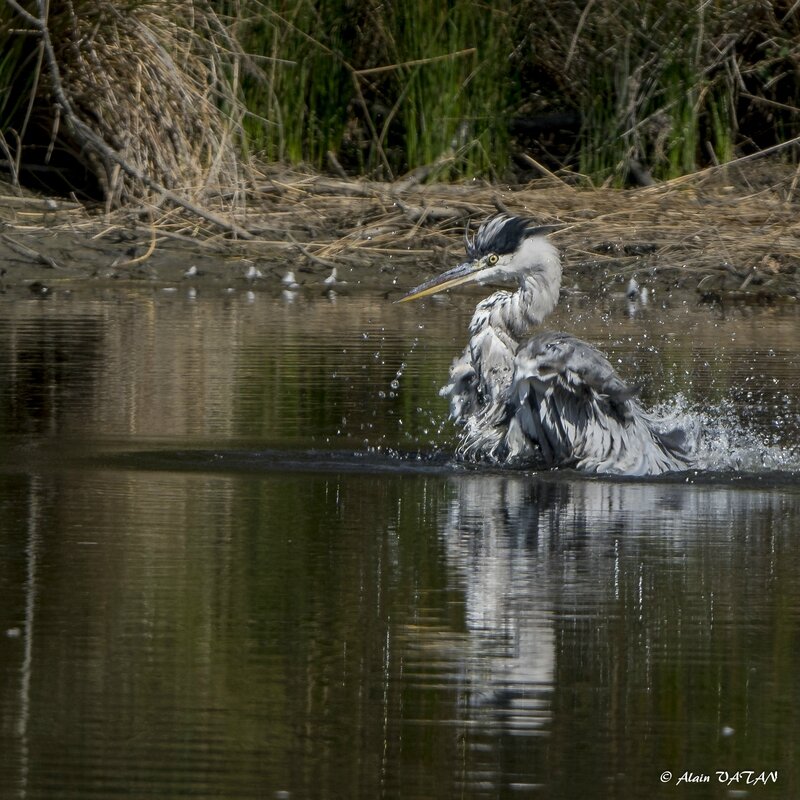 Le Teich-2395