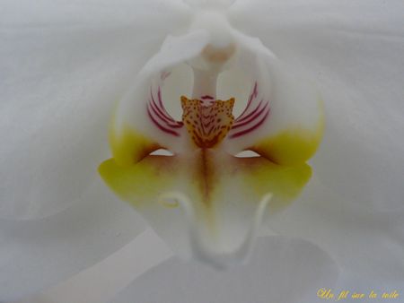 orchid_e_coeur