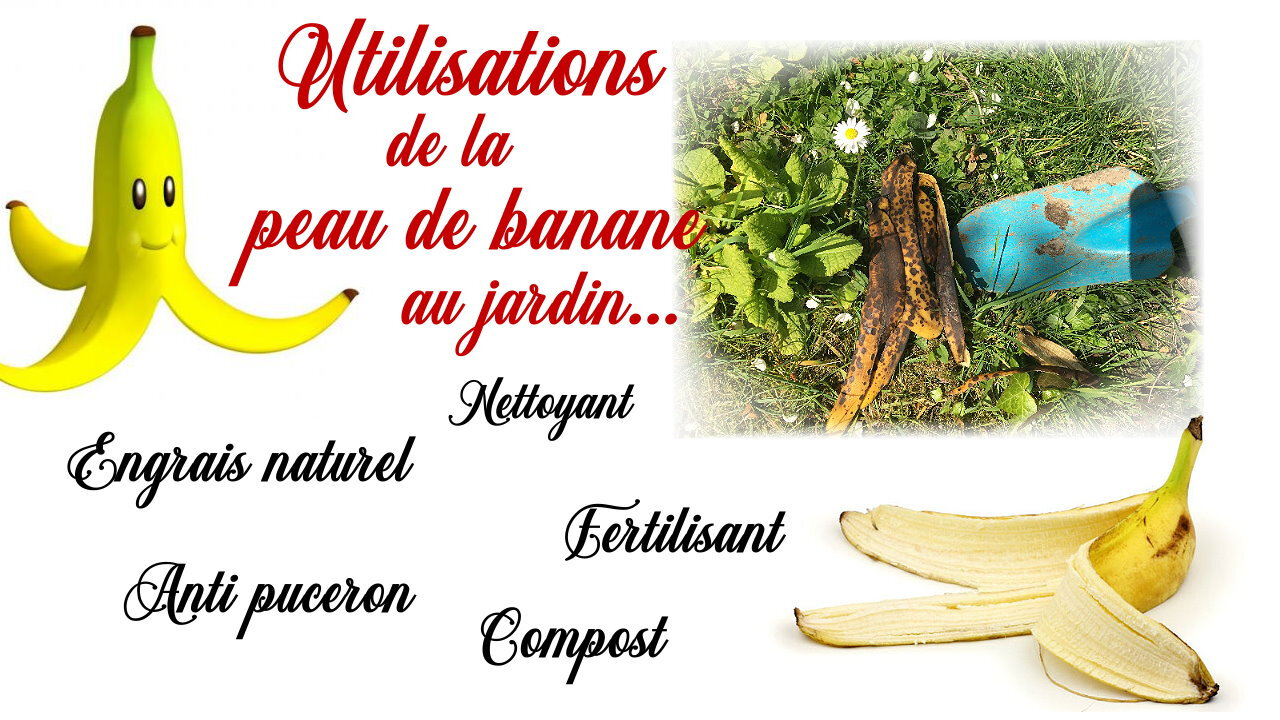 Bananes: date d'expiration en vue - Jardinier paresseux