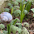 La nature m'étonnera toujours !