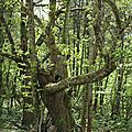 Arbre poisson ? (Châtaignier)