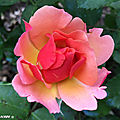 Un rosier au coloris unique, flamboyant et élégant...