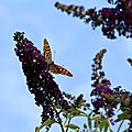 IMG_7169 - Copie