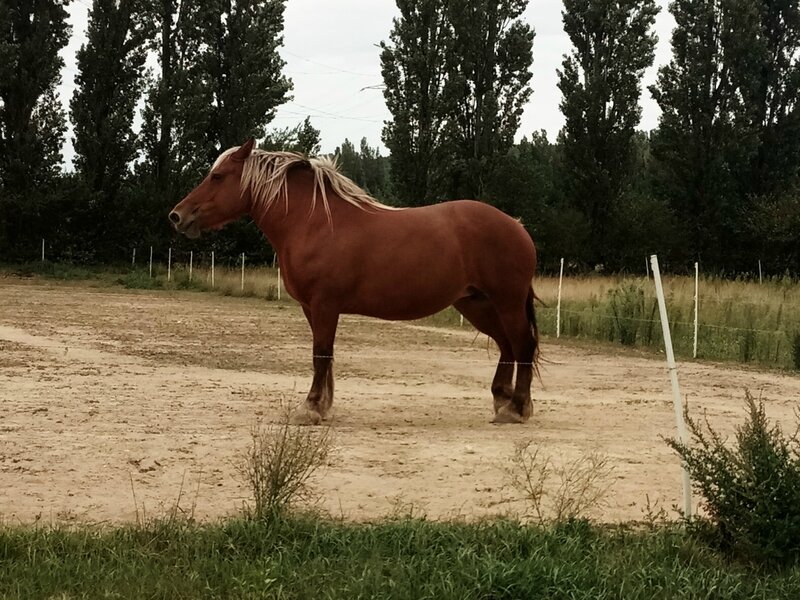 Jument comtoise à vendre - Le Réseau Professionnel Traction Animale Auvergne Rhône Alpes