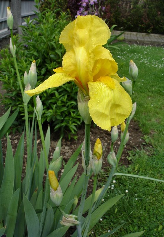 Iris Des Jardins Jaune Sepale Bronze En Lot De 3 Godets De Iris Des Jardins Jaune Sepale Bronze En Lot De 3 Godets De