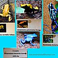 2016-10-30-AnimauxExotiques-Amphibiens