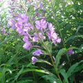 fleurs des champs