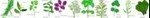 Frise_d_herbes