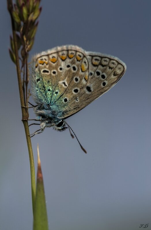 macro-2-