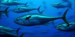 3087_bluefin_tuna_greenpeace