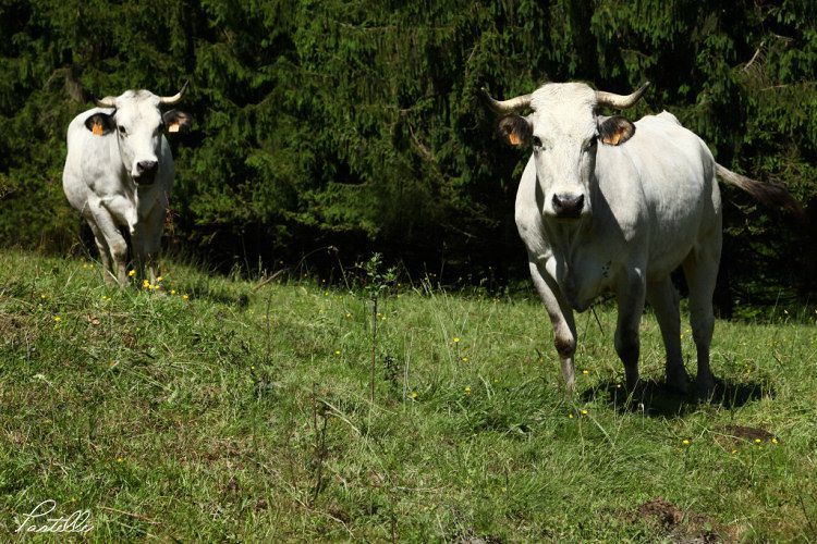 Vaches750_IMG_2300