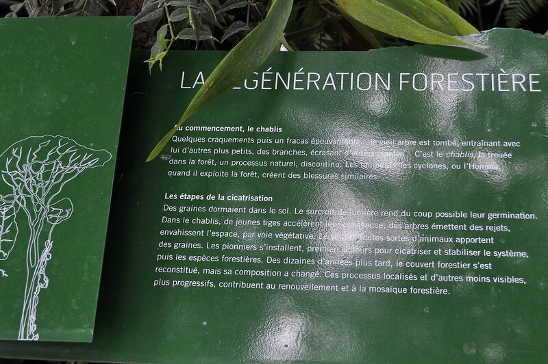 Panneau pédagogique La Génération forestière