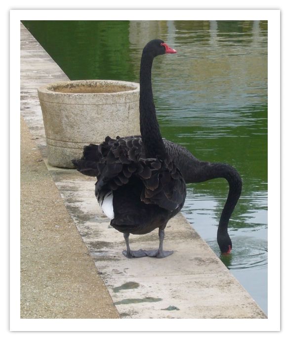 cygne_noir