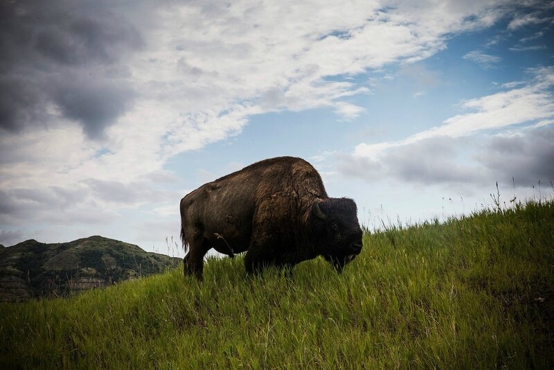 Photo-bison-North_Dakota_Oil_Drilling_004-XL
