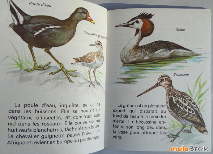 Floka-la-loutre-04