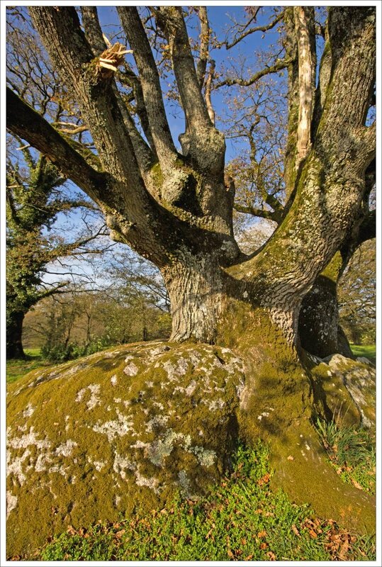 Gatine arbre granite 151115 2