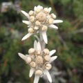Flore du Ladakh/Zanskar