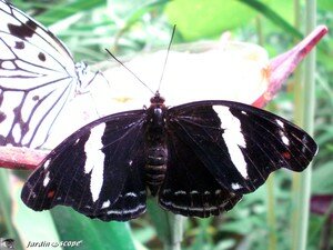 Catonephele numilia femelle • Nymphalidae