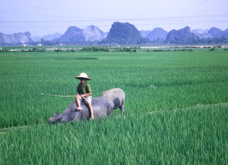 Vietnam 1995 Delta du fleuve Rouge
