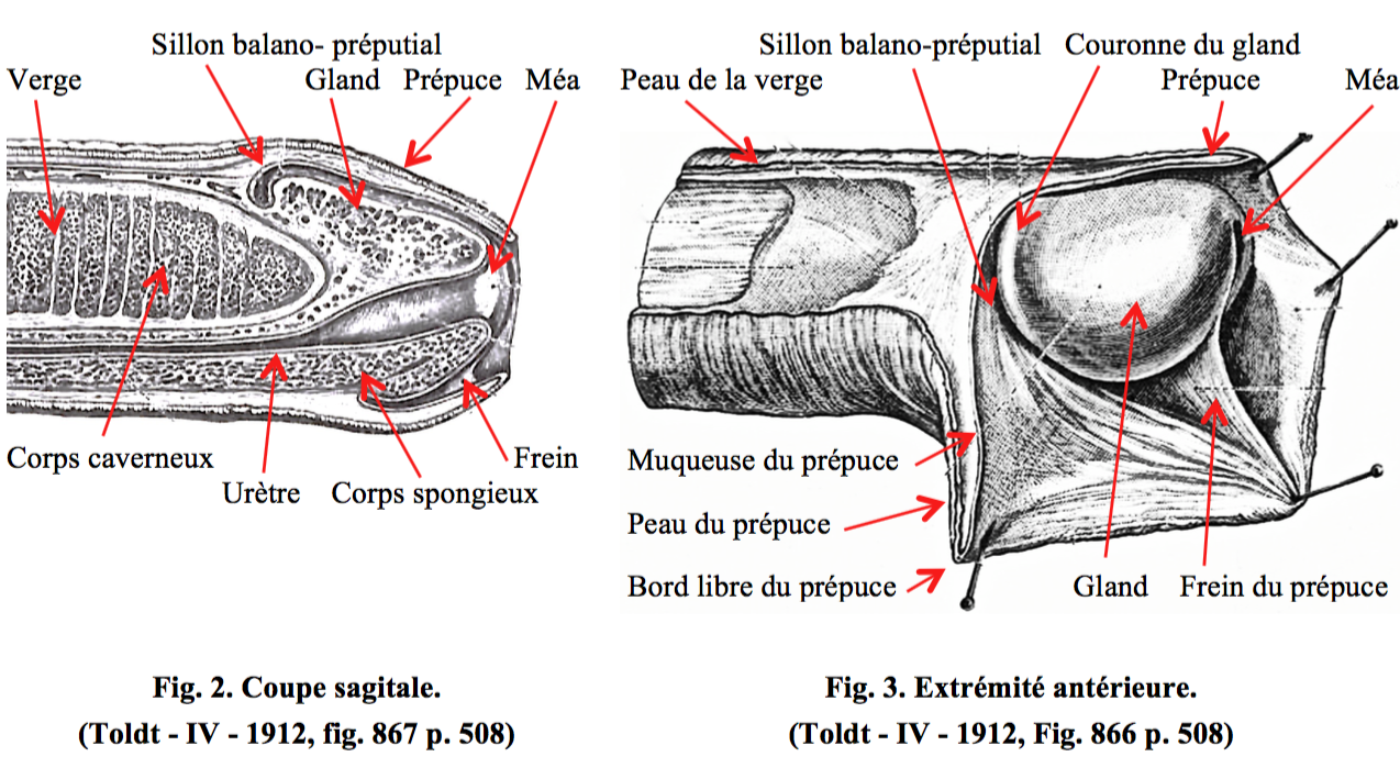 Manuel de médecine opératoire . Phimosis. FiG. 601, Procédé de L. Le Fort.  Section du prépuCfe. gland, des pinces à anneaux, et dun coup de bistouri  on coupetout ce qui dépasse ces