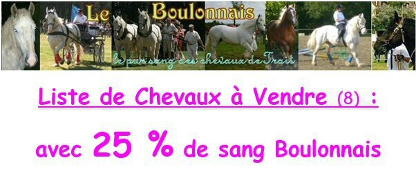 van pour chevaux donner