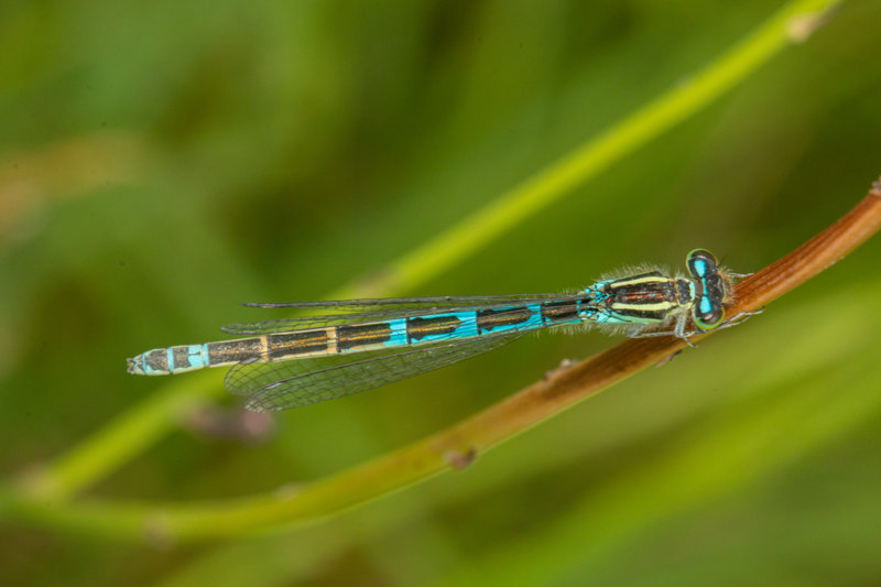 agrion porte-coupe_8329