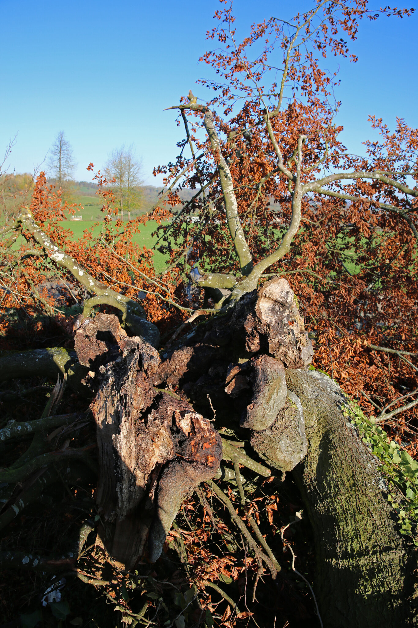 Nouvelles de Gugney aux Aulx suite à mon reportage du 1er novembre 2020