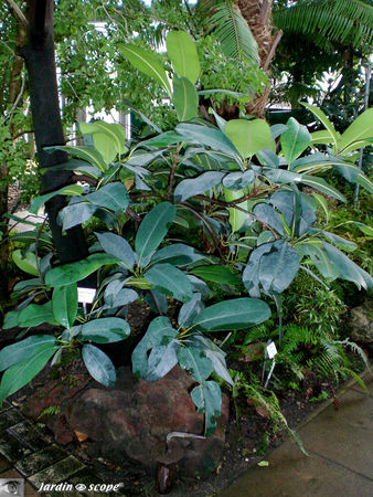 CIMG1449_Manilkara