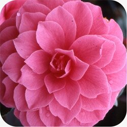 Camellia L