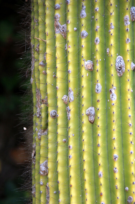 cactus_mugel