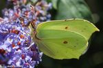 Gonepteryx rhamni