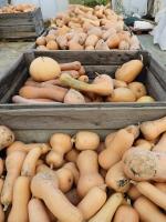 Courges
