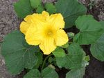 SAM_0322