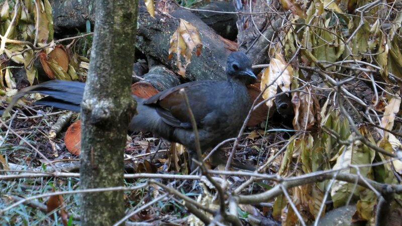 Superb_Lyrebird_(12947687595)