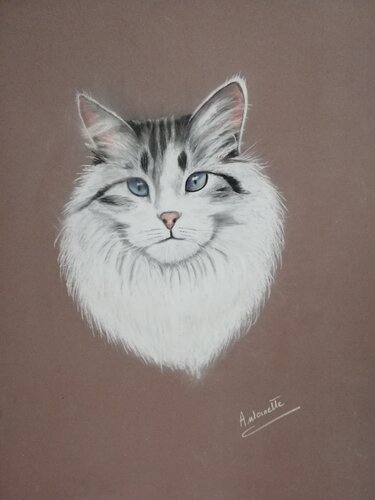Chat Tous Les Messages Sur Chat Pastel Sec Expression Chat Tous Les Messages Sur Chat Pastel Sec Expression