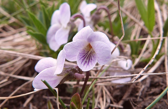 Violette des marais - Blog végétal