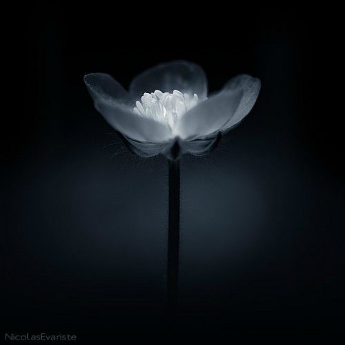 jardin_secret_2-500x500