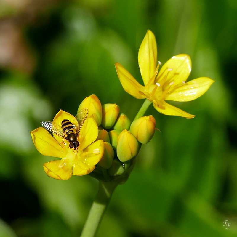 a2019_05_22_135147_JBSV_Syrphe_Ail_jaune
