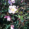 Variété fleur en Provence églantines 
