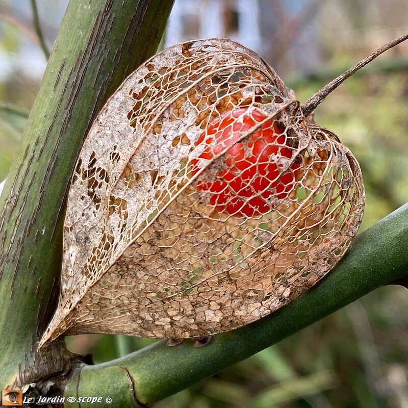 Amour en cage physalis