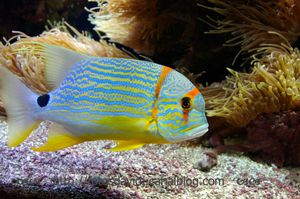 aquarium_02