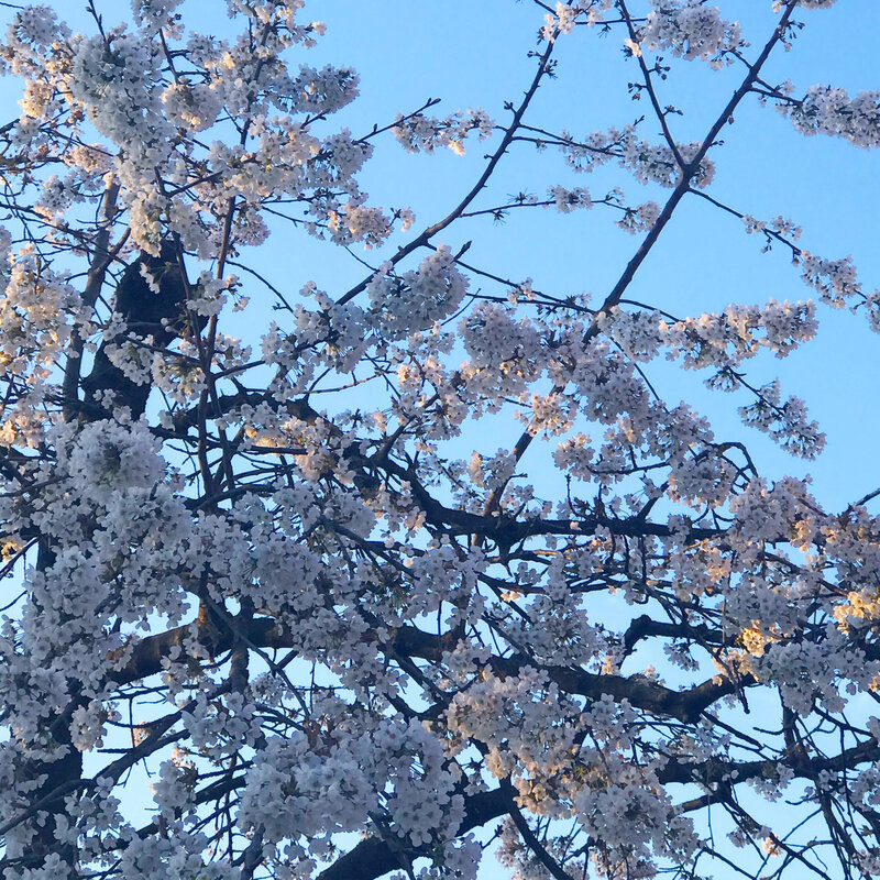Printemps confiné ©Kid Friendly