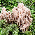 champignon : clavaire élégante