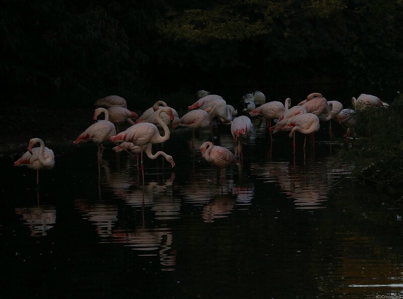 flamandsroses