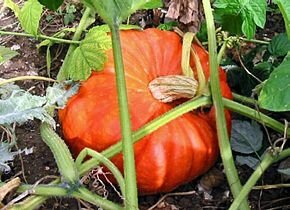 Potiron