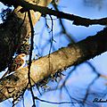 Grimpereau des bois, Certhia familiaris