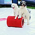 DOG SHOW